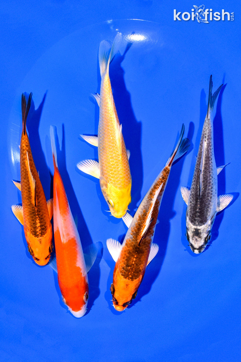 PACK OF (5) 4-5" STANDARD KOI