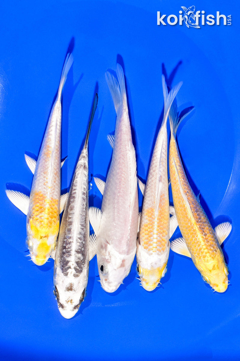 PACK OF (5) 4-5" STANDARD KOI