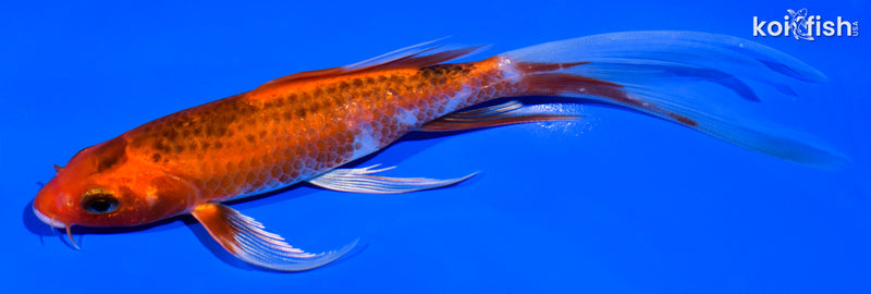 6" AKA MATSUBA BUTTERFLY