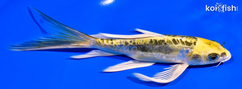 7.25" ARAGOKE KIN KIKOKURYU BUTTERFLY