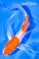 6" GINRIN NIDAN HARIWAKE BUTTERFLY