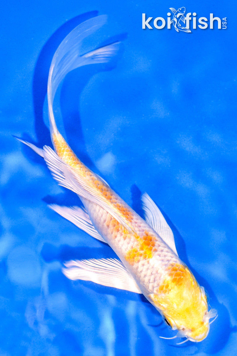 5.5" HARIWAKE BUTTERFLY