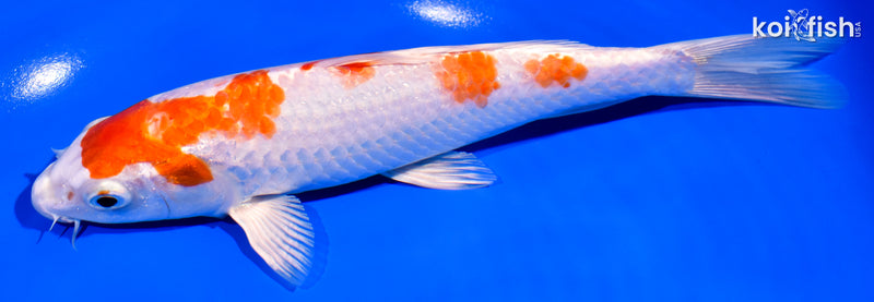 7.5" HARIWAKE