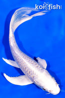 5.5" PLATINUM OGON BUTTERFLY