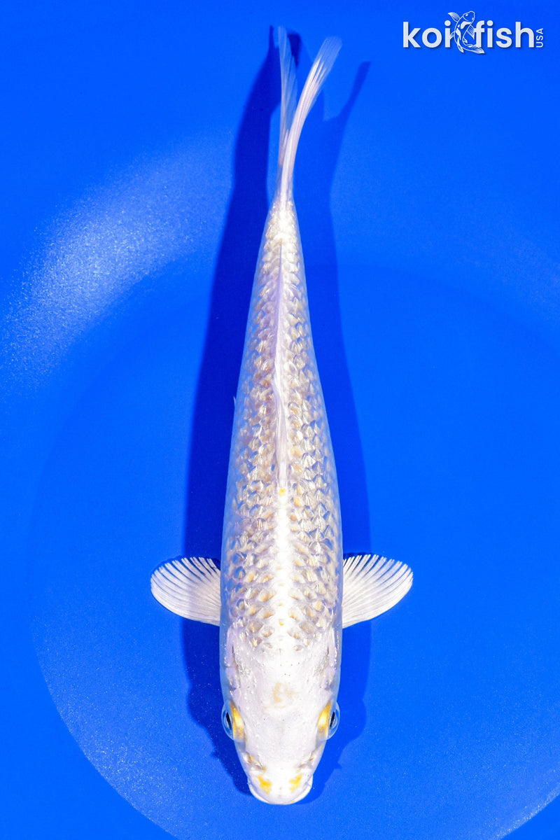 8.25" GINRIN PLATINUM OGON