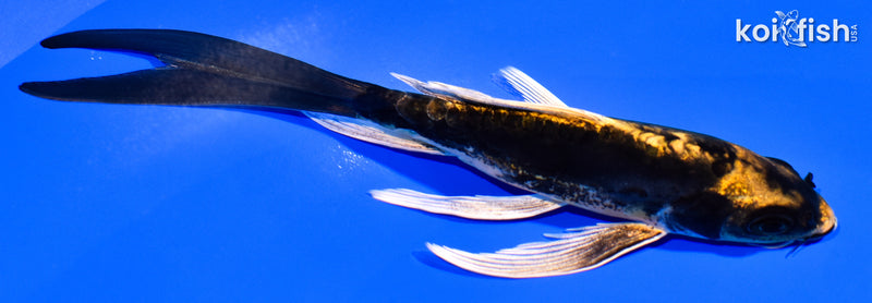 5.5" KABUTO BUTTERFLY