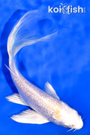 5.5" GINRIN LEMON HARIWAKE BUTTERFLY