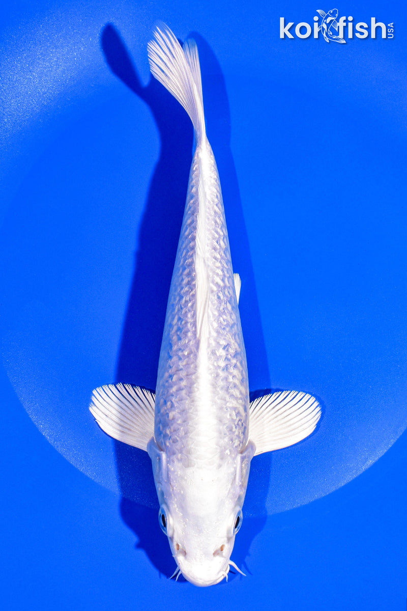 8" GINRIN PLATINUM OGON