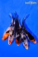 PACK OF (5) 3-4" MIXED STANDARD KOI