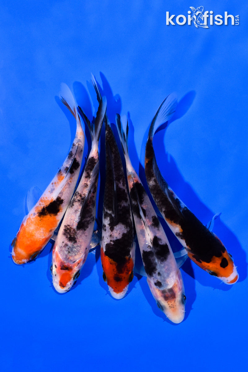 PACK OF (5) 3-4" MIXED STANDARD KOI