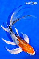 7.25" YAMATO NISHIKI BUTTERFLY