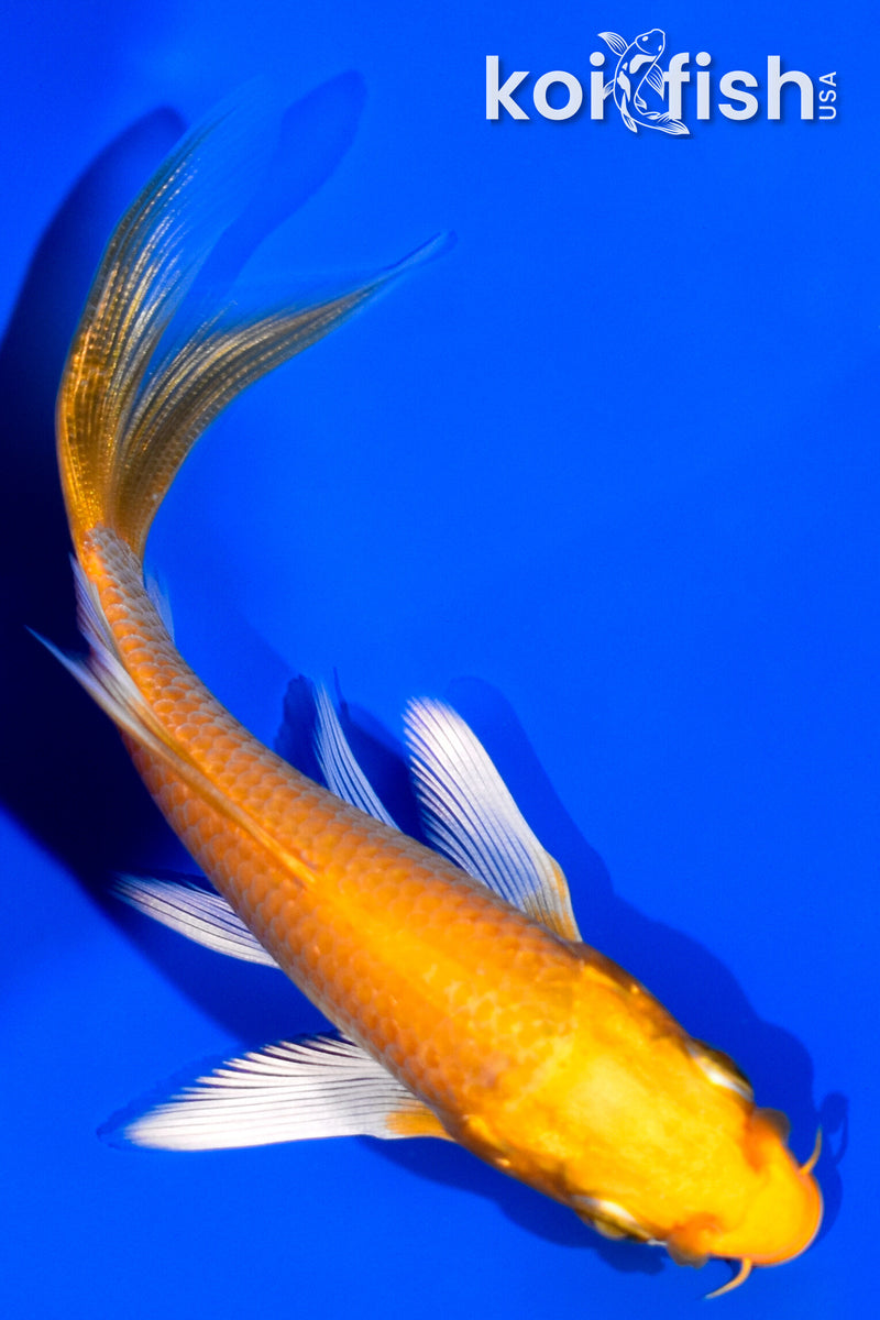 4" YAMABUKI OGON BUTTERFLY