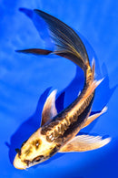 6.5" KIN KIKOKURYU BUTTERFLY