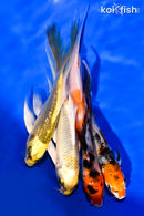 PACK OF (5) 4-5" BUTTERFLY KOI