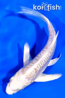 4.25" DOITSU PLATINUM OGON BUTTERFLY