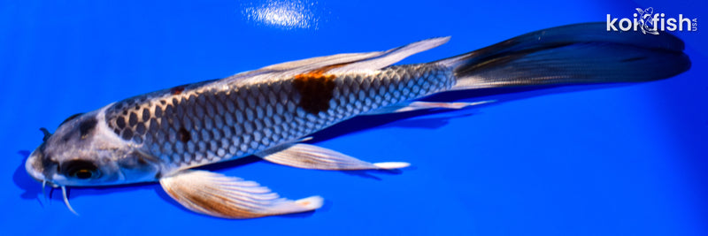 7" BENI GINGA BUTTERFLY