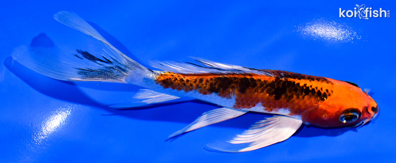 5.75" KUJAKU BUTTERFLY