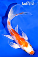 5.75" HARIWAKE BUTTERFLY