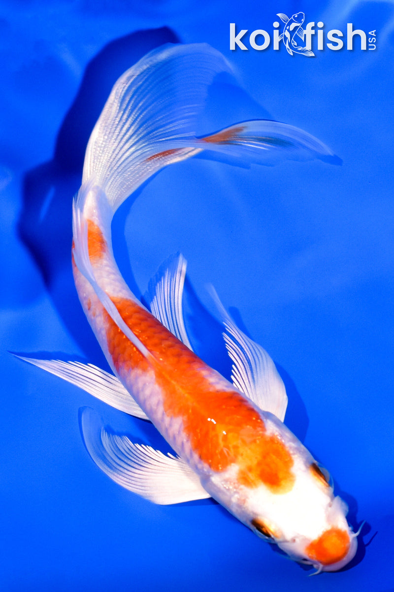 5.75" HARIWAKE BUTTERFLY