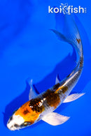 4.25" KUJAKU BUTTERFLY