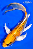 8.25" KUJAKU BUTTERFLY