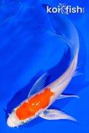 4.25" HARIWAKE BUTTERFLY