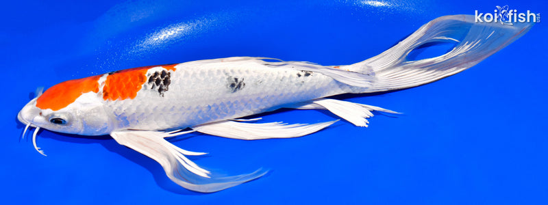 13" YAMATO NISHIKI BUTTERFLY