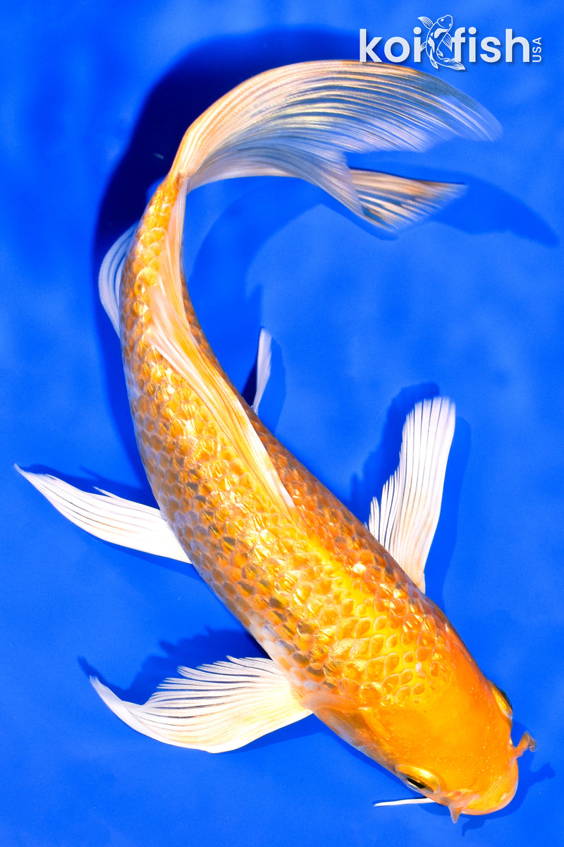 7.75" GINRIN YAMABUKI OGON BUTTERFLY