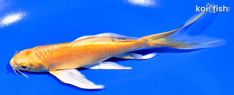 5.75" YAMABUKI OGON BUTTERFLY