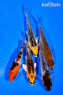 PACK OF (5) 3-4" STANDARD KOI