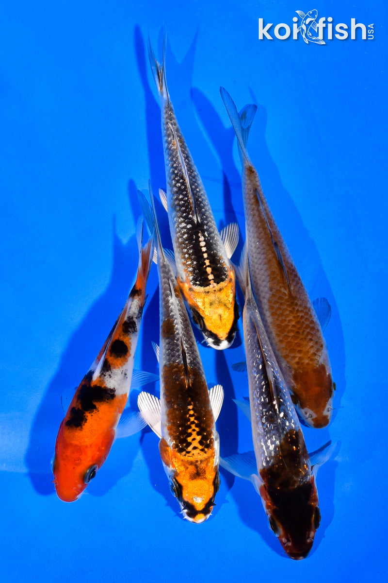 PACK OF (5) 3-4" STANDARD KOI