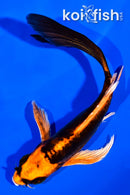 4.25" BENI KIKOKURYU BUTTERFLY