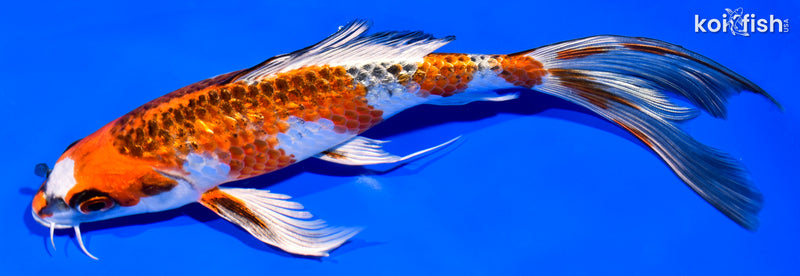 7.75" GINRIN BENI GINGA BUTTERFLY