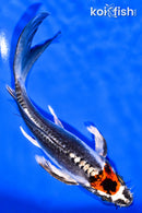 6.75" TANCHO BENI KIKOKURYU BUTTERFLY