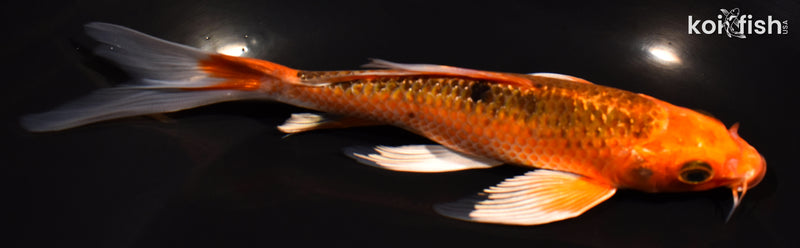 6.75" KUJAKU BUTTERFLY
