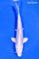 6.25" DOITSU PLATINUM OGON