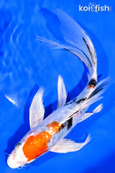 8.25" HEISEI NISHIKI BUTTERFLY