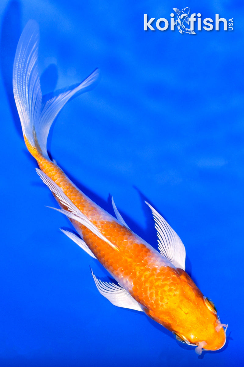 5.25" HARIWAKE BUTTERFLY