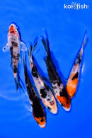 PACK OF (5) 3-4" MIXED STANDARD KOI