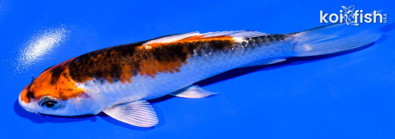 5.25" YAMATO NISHIKI