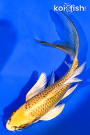 6" KI MATSUBA BUTTERFLY