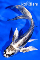 5.25" KIKOKURYU BUTTERFLY