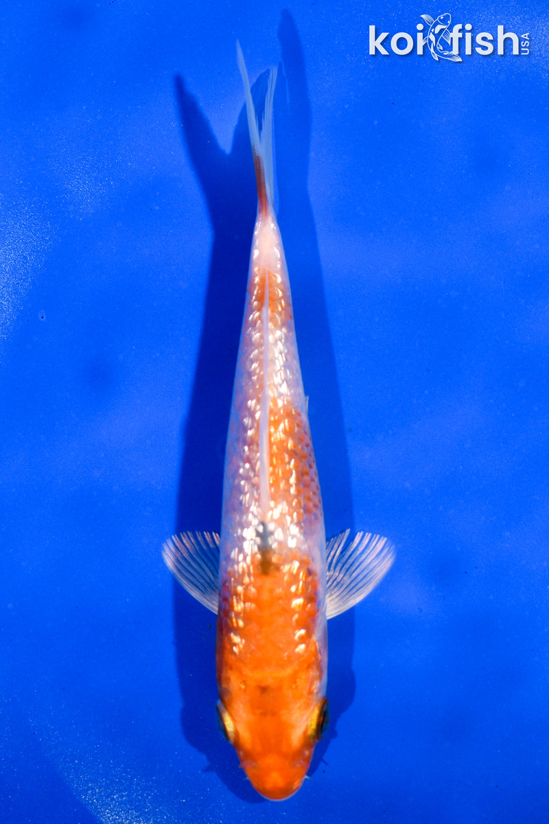 5" GINRIN HARIWAKE