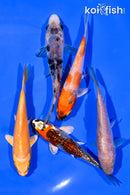 PACK OF (5) 3-4.5" STANDARD KOI