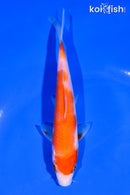 6" KOHAKU
