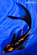 8" ORENJI MATSUBA BUTTERFLY