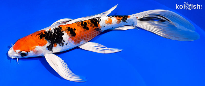 11.25" YAMATO NISHIKI BUTTERFLY