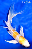 7.25" HARIWAKE BUTTERFLY