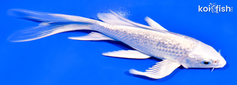 5.75" GINRIN PLATINUM OGON BUTTERFLY