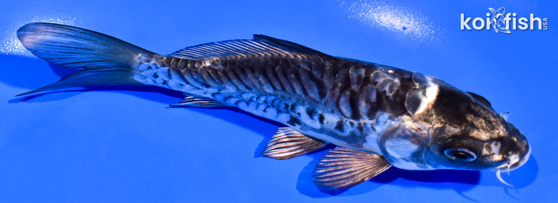 5.25" ARAGOKE KIKOKURYU